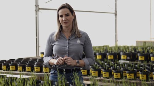 Tecnologia que combina nutrientes e biofertilizante potencializa o enchimento de grãos e a produtividade