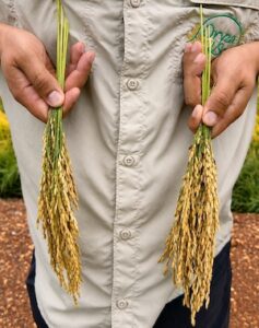 Tecnologia inovadora combinando nutrientes e biofertilizante potencializa o enchimento de grãos e amplia produtividade em diferentes culturas agrícolas