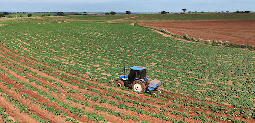 Better Group lança projeto que transforma batata-doce em etanol, biogás e nutrição animal em ciclo sustentável
