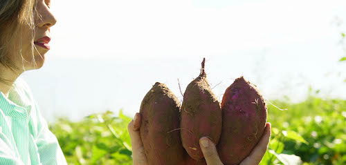 Better Group lança projeto que transforma batata-doce em etanol, biogás e nutrição animal em ciclo sustentável