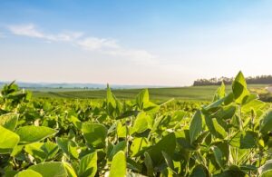 Nova estratégia da CJ Selecta integra nutrição e sanidade vegetal para ampliar desempenho das lavouras