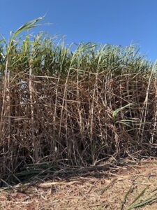Variedade do CTC tem altos índices de produtividade e açúcar na Bambuí Bioenergia
