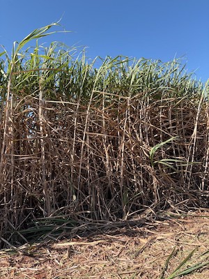 Variedade de cana do CTC alcança alta produtividade e elevado teor de açúcar na Bambuí Bioenergia
