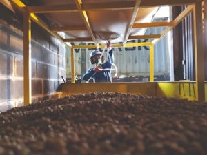 Colheita de café na área da Alta Mogiana atinge 60% Embora o otimismo seja geral, a safra desenha um mapa de produtividade distinto entre as regiões de atuação da Cocapec. Nesta semana, a colheita de café atingiu 60% na região da Alta Mogiana, área de atuação da Cocapec. A expectativa é colher aproximadamente quatro milhões de sacas nesta safra, superando os desafios impostos pelas condições climáticas. “Tivemos grandes volumes de chuva, principalmente no mês de junho, que atrapalharam o nosso fluxo no campo. Mesmo assim, estamos chegando ao final de uma safra grande e, ao mesmo tempo, muito desafiadora”, afirma Willian Cesar, gerente de Operações Café da cooperativa. Hoje, a Cocapec está presente em diversas cidades dos estados de São Paulo, na Alta Mogiana, e de Minas Gerais, na região conhecida como Sul de Minas. Ambas as áreas estão entre as principais produtoras cafeeiras do país. “Todos os nossos armazéns estão trabalhando em ritmo acelerado de recebimento. Hoje estamos no pico da safra, então ainda há muito trabalho pela frente, tanto no campo quanto nos armazéns”, acrescentou o gerente. O contraste entre São Paulo e Minas Embora o otimismo seja geral, a safra desenha um mapa de produtividade distinto entre as regiões de atuação da Cocapec. O grande salto e o aumento no volume de produção estão concentrados na parte paulista do circuito. Essa diferença se explica pelo clima. Historicamente, à medida que se avança por municípios como Ribeirão Corrente, Jeriquara e Pedregulho, afastando-se do Sul de Minas, as temperaturas tendem a ser mais elevadas. No ano passado, essa característica foi agravada por uma seca severa combinada com calor intenso, o que resultou em uma quebra acentuada na safra paulista. No entanto, o regime de chuvas deste ano favoreceu o desenvolvimento dos frutos, permitindo uma recuperação surpreendente e lavouras extremamente carregadas em São Paulo. Já nas áreas mineiras, que compreendem núcleos como Ibiraci, Capetinga, Claraval, São Tomás de Aquino, Delfinópolis e Itamogi, o comportamento é mais linear. Como essas regiões já haviam colhido uma safra relativamente boa no ano passado, a colheita deste ano apresenta um ganho mais estável em relação à anterior, sem o contraste tão abrupto visto no lado paulista. O resultado final, contudo, é unânime: praticamente 99% dos produtores da cooperativa colherão mais e com melhor qualidade.