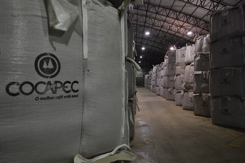 Colheita de café na área da Alta Mogiana atinge 60% Embora o otimismo seja geral, a safra desenha um mapa de produtividade distinto entre as regiões de atuação da Cocapec. Nesta semana, a colheita de café atingiu 60% na região da Alta Mogiana, área de atuação da Cocapec. A expectativa é colher aproximadamente quatro milhões de sacas nesta safra, superando os desafios impostos pelas condições climáticas. “Tivemos grandes volumes de chuva, principalmente no mês de junho, que atrapalharam o nosso fluxo no campo. Mesmo assim, estamos chegando ao final de uma safra grande e, ao mesmo tempo, muito desafiadora”, afirma Willian Cesar, gerente de Operações Café da cooperativa. Hoje, a Cocapec está presente em diversas cidades dos estados de São Paulo, na Alta Mogiana, e de Minas Gerais, na região conhecida como Sul de Minas. Ambas as áreas estão entre as principais produtoras cafeeiras do país. “Todos os nossos armazéns estão trabalhando em ritmo acelerado de recebimento. Hoje estamos no pico da safra, então ainda há muito trabalho pela frente, tanto no campo quanto nos armazéns”, acrescentou o gerente. O contraste entre São Paulo e Minas Embora o otimismo seja geral, a safra desenha um mapa de produtividade distinto entre as regiões de atuação da Cocapec. O grande salto e o aumento no volume de produção estão concentrados na parte paulista do circuito. Essa diferença se explica pelo clima. Historicamente, à medida que se avança por municípios como Ribeirão Corrente, Jeriquara e Pedregulho, afastando-se do Sul de Minas, as temperaturas tendem a ser mais elevadas. No ano passado, essa característica foi agravada por uma seca severa combinada com calor intenso, o que resultou em uma quebra acentuada na safra paulista. No entanto, o regime de chuvas deste ano favoreceu o desenvolvimento dos frutos, permitindo uma recuperação surpreendente e lavouras extremamente carregadas em São Paulo. Já nas áreas mineiras, que compreendem núcleos como Ibiraci, Capetinga, Claraval, São Tomás de Aquino, Delfinópolis e Itamogi, o comportamento é mais linear. Como essas regiões já haviam colhido uma safra relativamente boa no ano passado, a colheita deste ano apresenta um ganho mais estável em relação à anterior, sem o contraste tão abrupto visto no lado paulista. O resultado final, contudo, é unânime: praticamente 99% dos produtores da cooperativa colherão mais e com melhor qualidade.