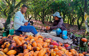 Com apoio do Plano Safra, cooperado da Cresol fortalece a produção de cacau na Bahia