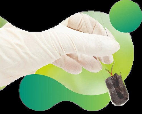 Ensaios em algodão apontam retorno de até R$ 1,8 mil por hectare com tecnologia para manejo de nematoides Ensaios em algodão indicam retorno de até R$ 1,8 mil por hectare com tecnologia complementar no manejo de nematoides