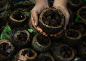 Castanha-da-amazônia produzida por indígenas recebe pagamento por serviços ambientais