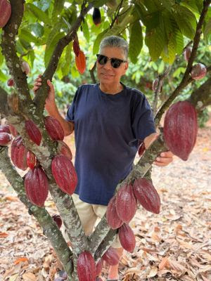 Novo ciclo do cacau impulsiona produção brasileira e fortalece mercado do chocolate de verdade