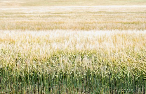 Grupo Açotubo apresenta conjunto de soluções na Fenasucro & Agrocana 2026