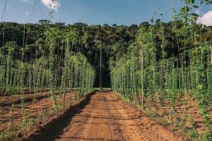 Grupo Petrópolis conquista ouro e bronze na Copa Brasileira de Lúpulo 2026