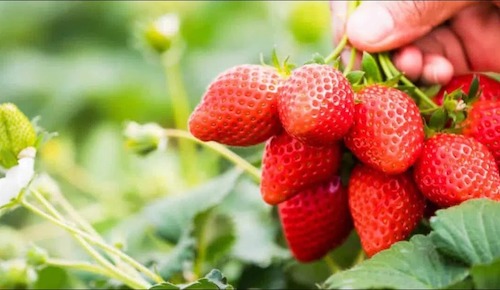 Geadas desafiam produtores de morango em meio ao avanço da cultura no Brasil