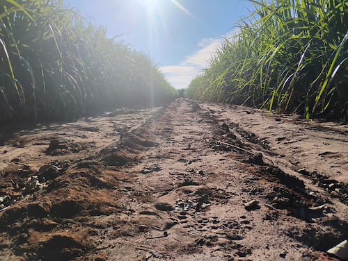Nova lógica do manejo da cana antecipa decisões para enfrentar extremos climáticos