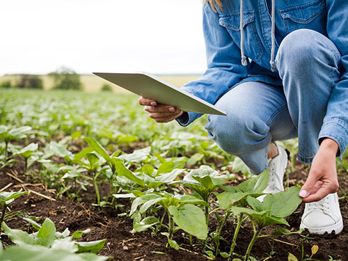 Como avaliar se o investimento em fertilizantes trouxe retorno para a lavoura