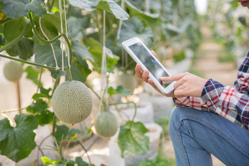 PwC Agtech Innovation e Embrapa fortalecem cooperação e aceleram a aproximação entre pesquisa científica e o agronegócio brasileiro