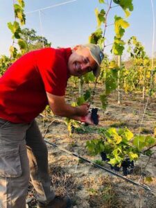 Produção de uva dobra em quatro anos em Goiás, impulsionando a vitivinicultura e o surgimento de novos destinos