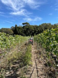 Produção de uva dobra em quatro anos em Goiás, impulsionando a vitivinicultura e o surgimento de novos destinos