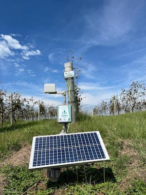 Como a Salton usa monitoramento climático e manejo sustentável para produzir vinhos e espumantes de excelência