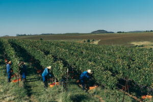 Como a Salton usa monitoramento climático e manejo sustentável para produzir vinhos e espumantes de excelência