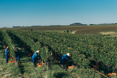 Como a Salton usa monitoramento climático e manejo sustentável para produzir vinhos e espumantes de excelência