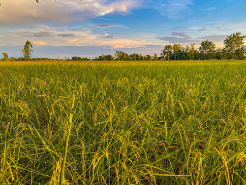 El Niño acende alerta para a cultura do arroz no Brasil