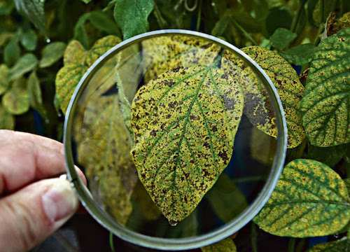 Biotecnologia surge como escudo para o agro brasileiro contra a dependência externa e o clima