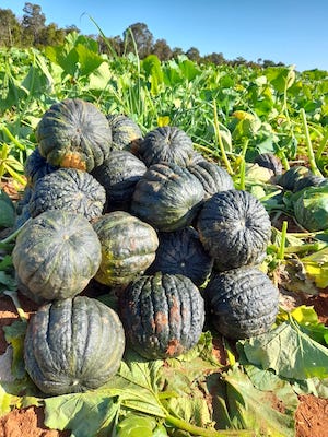 Na produção de cabotiá, florada não é sinônimo de colheita