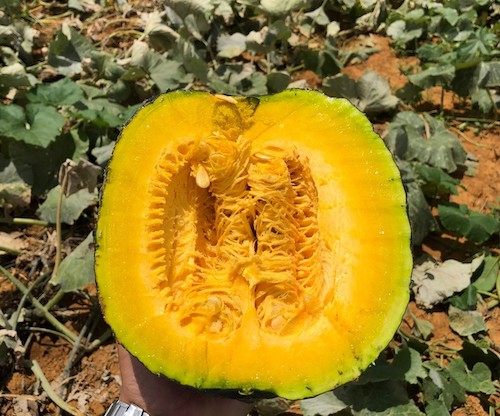 Produção de abóbora cabotiá: por que a florada nem sempre resulta em colheita