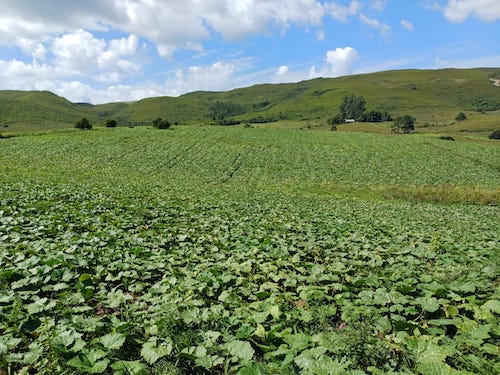 Na produção de cabotiá, florada não é sinônimo de colheita