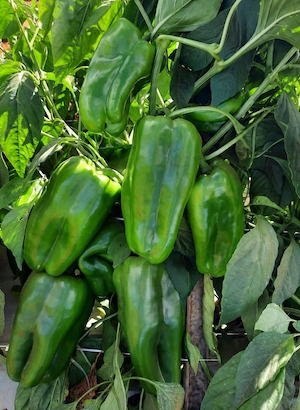 Produzir mais não basta para garantir rentabilidade no cultivo de pimentão
