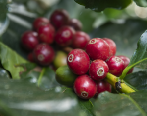 Vittia apresenta resultados de manejo para a cafeicultura na 15ª Feira de Negócios Coocafé
