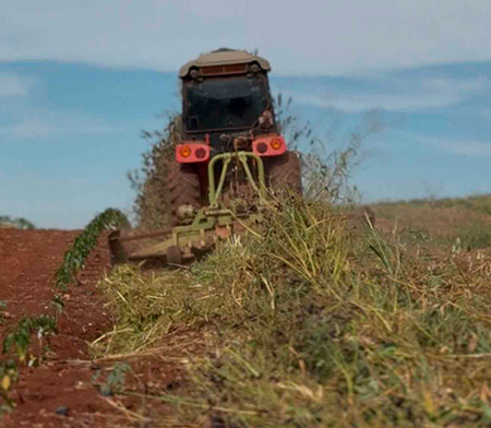 Manejo correto da planta de cobertura na entressafra garante melhores resultados no próximo ciclo
