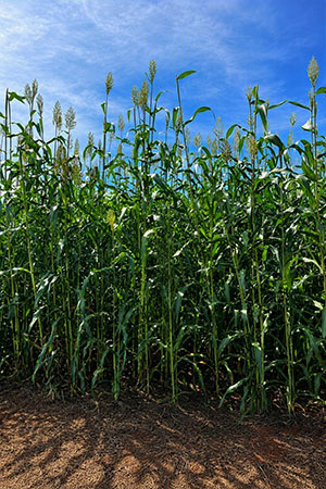 Sorgo forrageiro ganha espaço na reforma de canaviais ao proteger o solo e recuperar a matéria orgânica