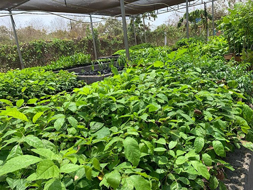  Da mineração à restauração: projeto preserva espécies ameaçadas e patrimônio genético da flora