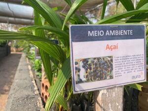Da mineração à restauração: projeto preserva espécies ameaçadas e patrimônio genético da flora