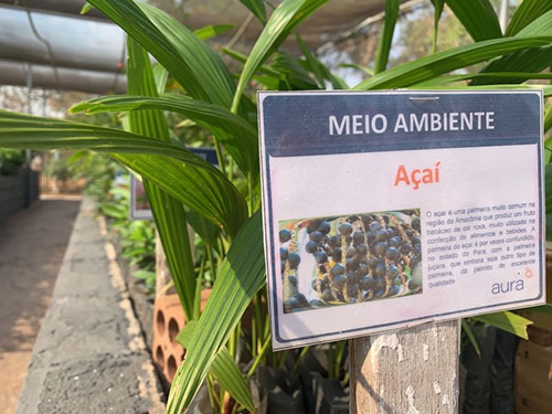 Da mineração à restauração: projeto preserva espécies ameaçadas e patrimônio genético da flora