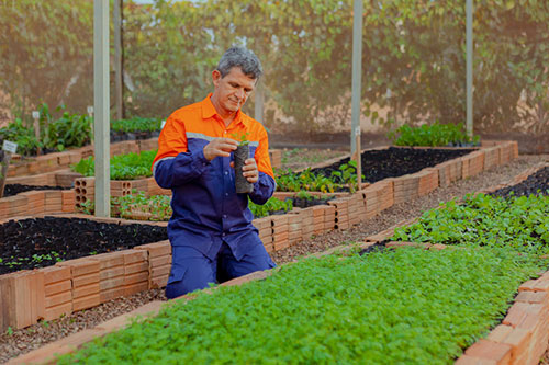 Da mineração à restauração: projeto preserva espécies ameaçadas e patrimônio genético da flora