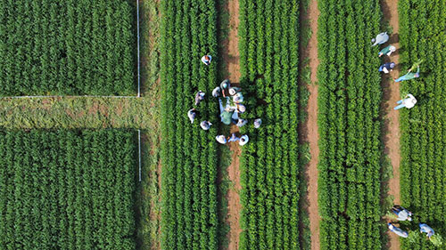 Biológicos são o presente e o futuro da agricultura