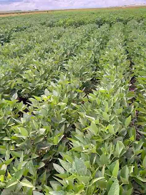 Startup de Mato Grosso acelera o melhoramento genético da soja