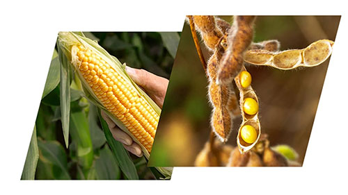 Clima extremo acende alerta para aumento de nematoides nas lavouras brasileiras