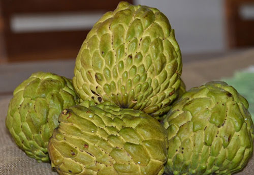  CATI ministrará palestra sobre avaliação de mudas de atemoia no 20º Encontro de Fruticultura