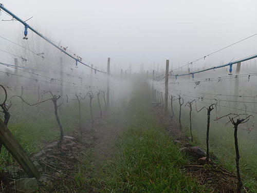 Durante a brotação, baixas temperaturas podem comprometer tecidos jovens da planta e afetar o potencial produtivo da próxima safra