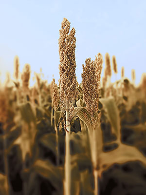 Expansão do etanol de cereais abre novas fronteiras para milho e sorgo no Brasil