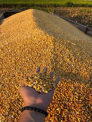 Expansão do etanol de cereais abre novas fronteiras para milho e sorgo no Brasil