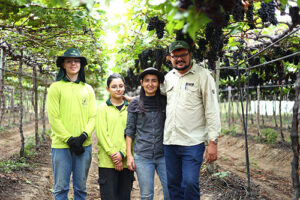 Plano Safra viabiliza produção de uvas do Sul ao Nordeste brasileiro