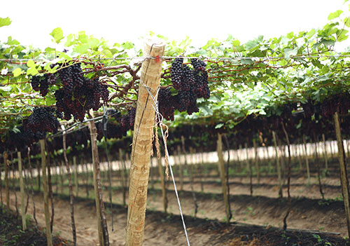 Plano Safra viabiliza produção de uvas do Sul ao Nordeste brasileiro