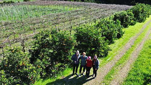 Plano Safra viabiliza produção de uvas do Sul ao Nordeste brasileiro