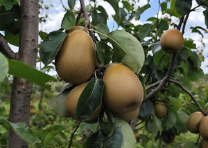 Embrapa apresenta nova cultivar de pera adaptada ao Sul do Brasil