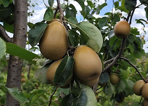 Embrapa apresenta nova cultivar de pera adaptada às condições do Sul do Brasil