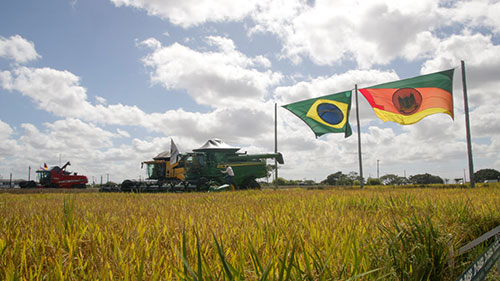  Embrapa apresenta eventos das cadeias do arroz e da noz-pecã durante a 49ª Expointer